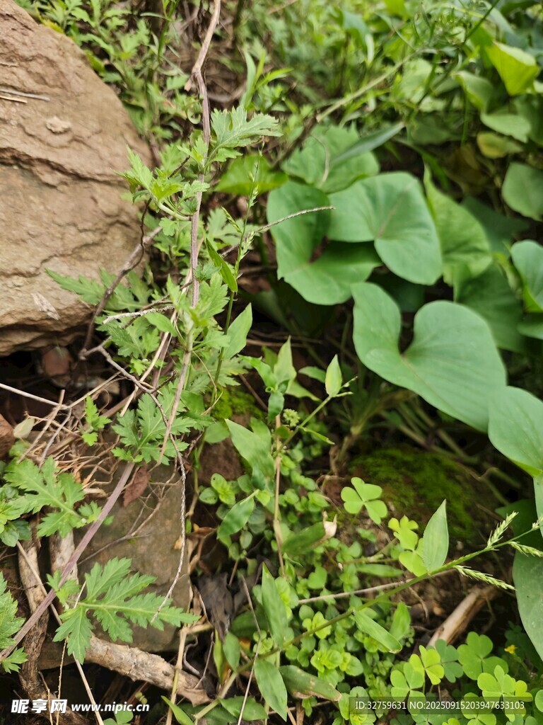 地面叢生的多樣綠色植物