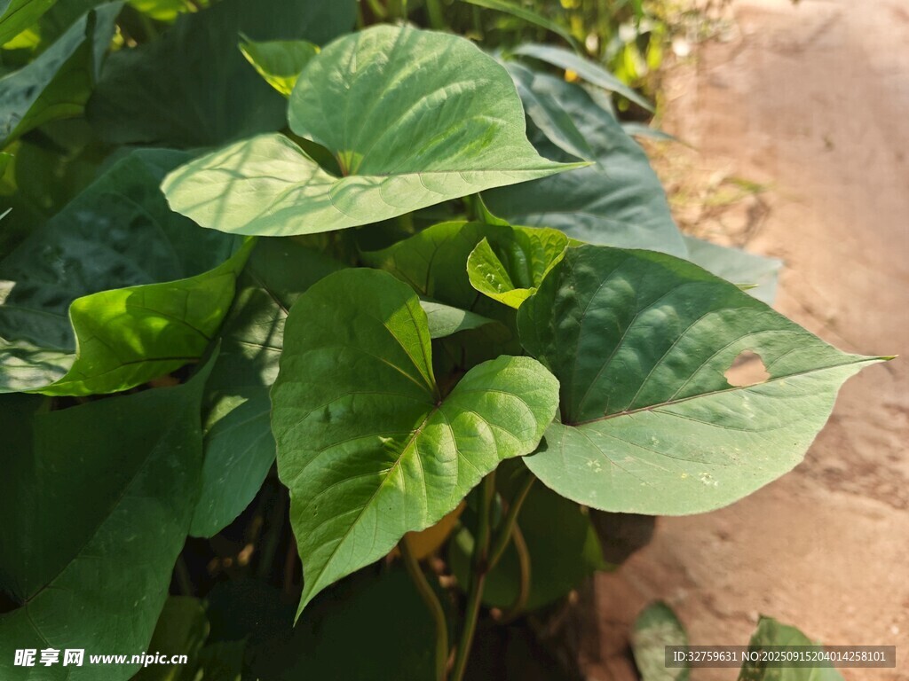 綠葉蔥蘢的繁茂植物