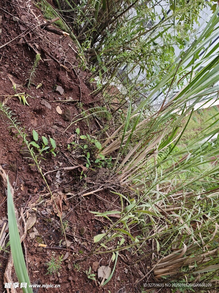 山坡上的繁茂植物