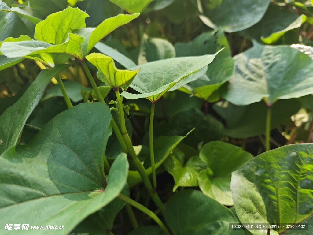 綠葉蔥蘢的植物景象