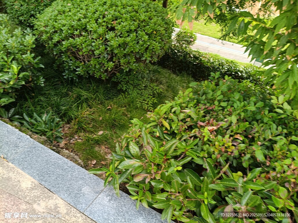 綠意盎然的園林植物景觀