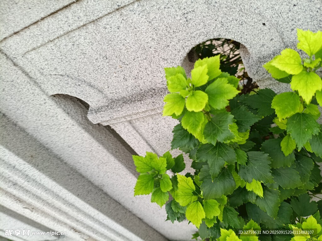 墻邊翠綠藤蔓生機(jī)盎然