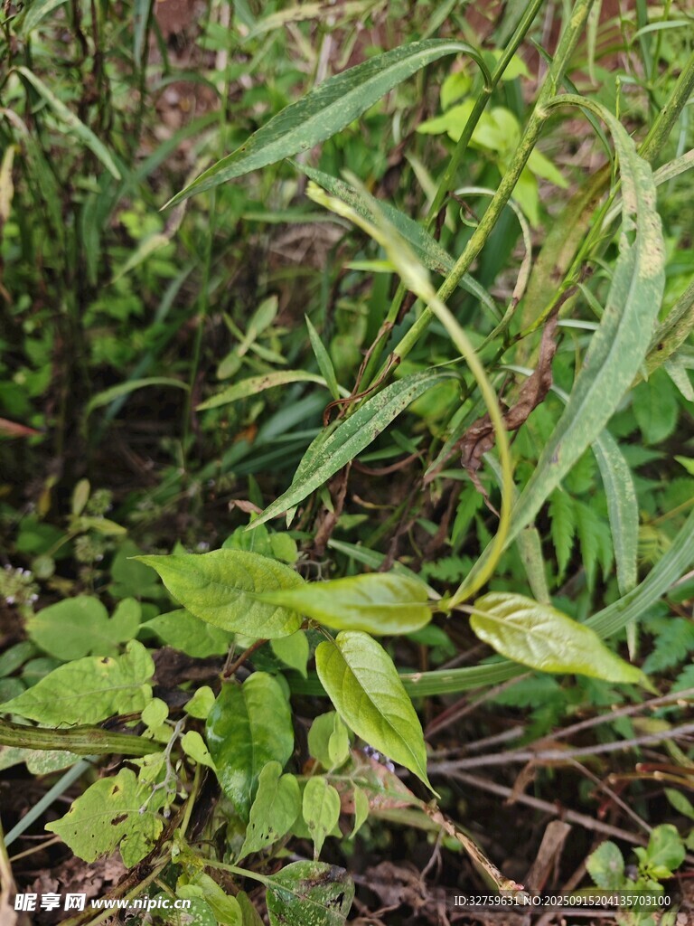 草叢中的嫩綠植物
