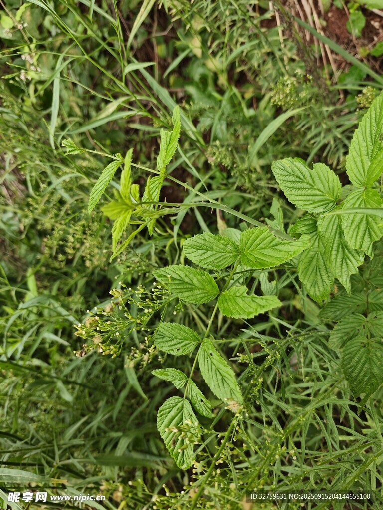 繁茂的綠色植物景觀