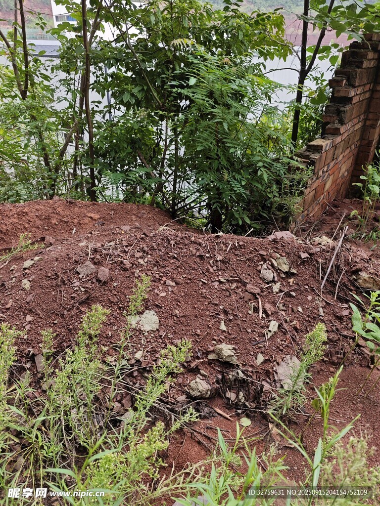 戶外土坡旁的綠植景象