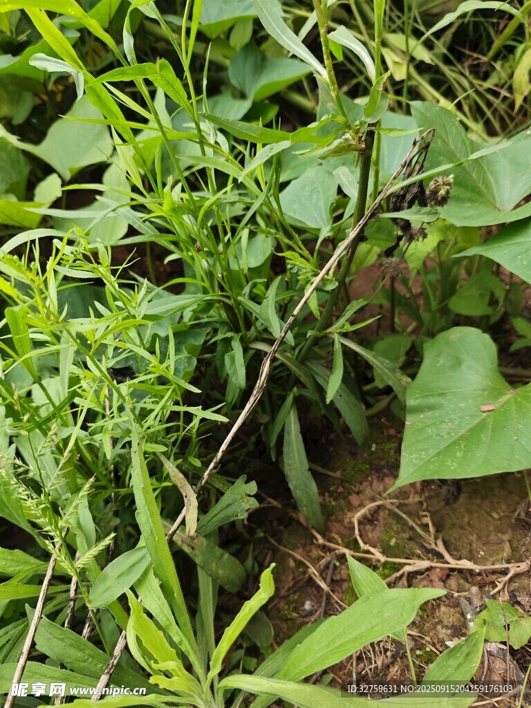 野外繁茂的綠色植物景象