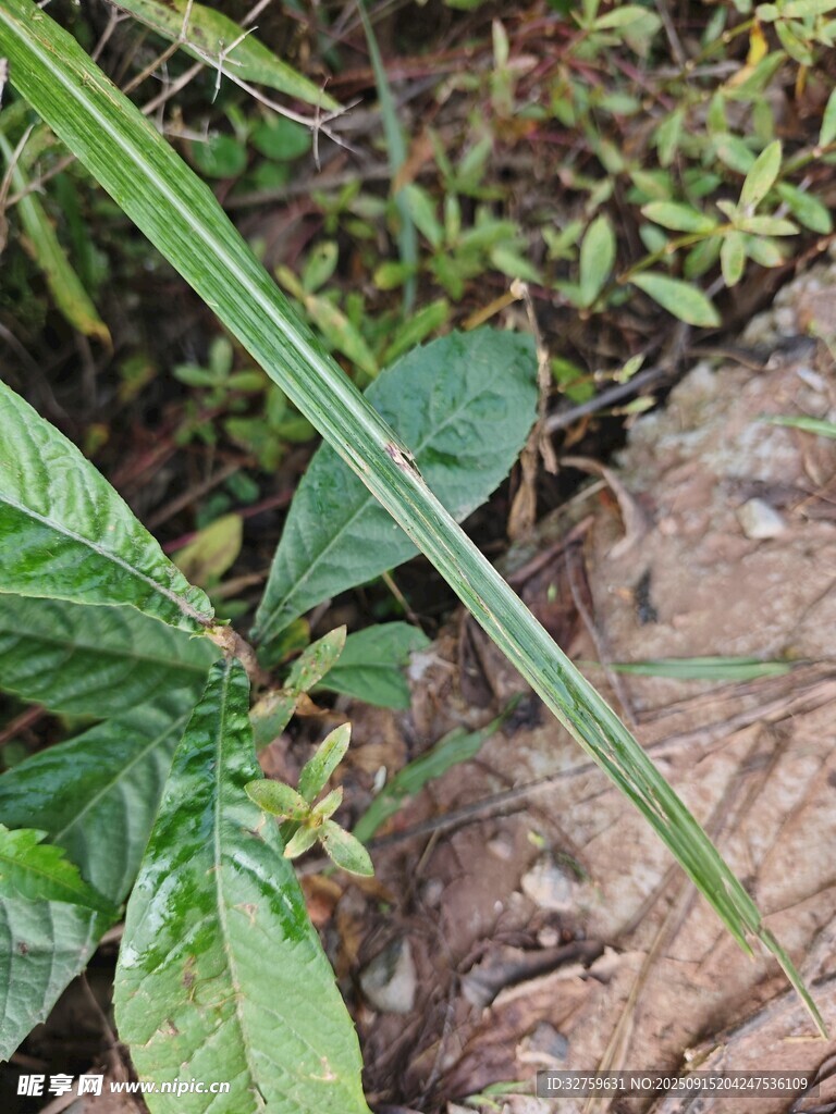 地面綠植特寫