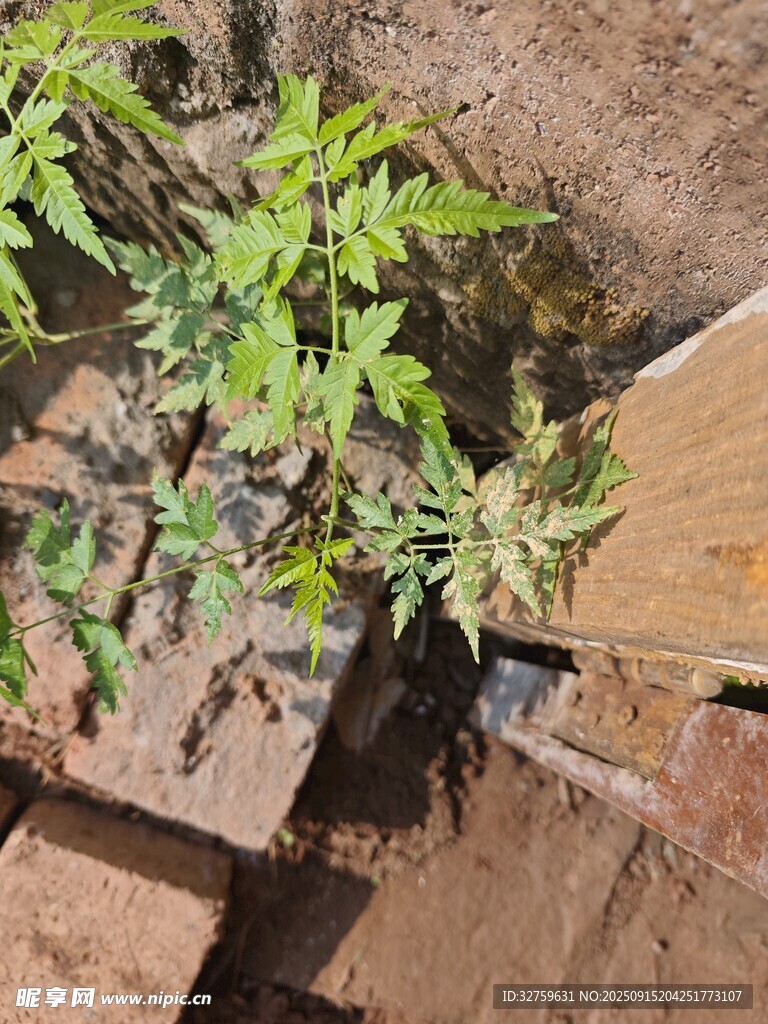 石縫中生長(zhǎng)的翠綠植物