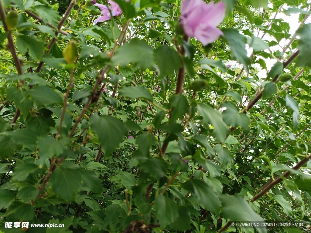 綻放的紫色花朵與綠葉