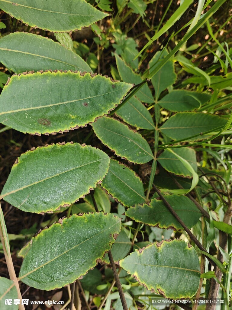 翠綠葉片植物特寫