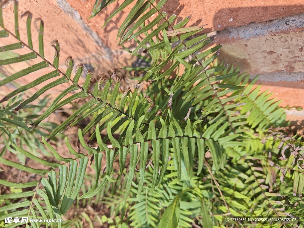 翠綠蕨類植物近景特寫