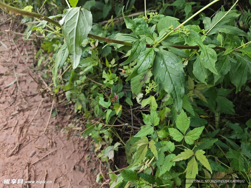 路邊繁茂的綠色植物