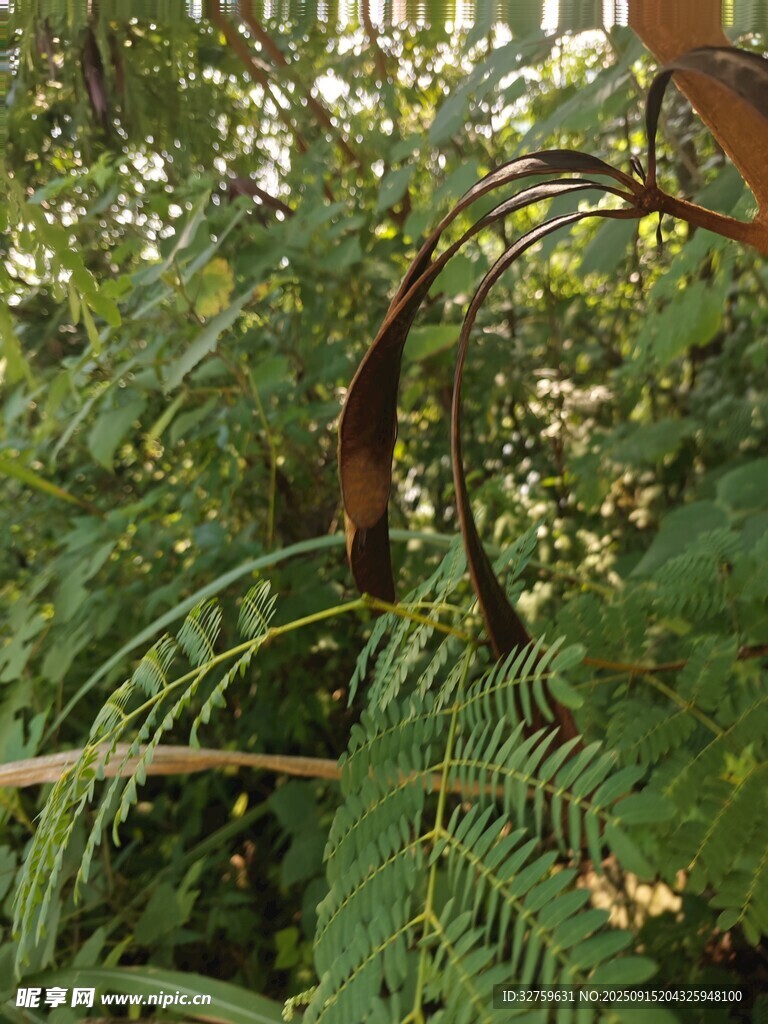 茂密蕨類植物的自然景象