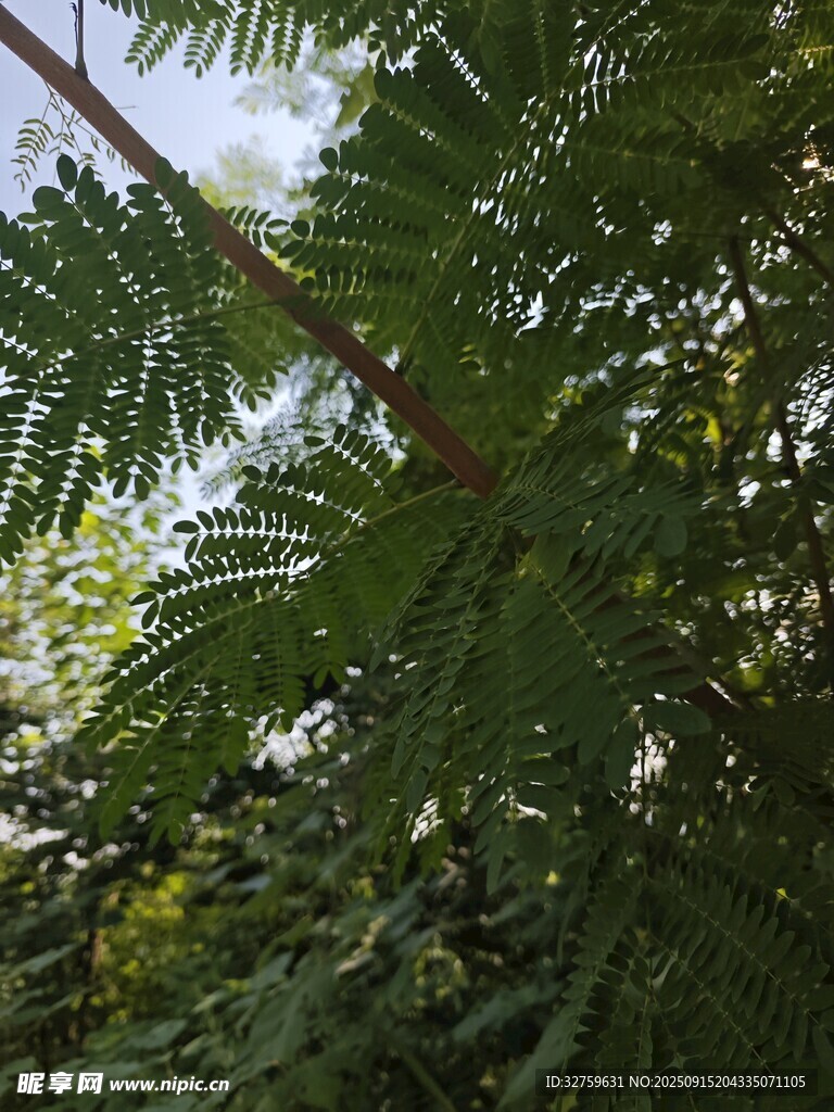 枝葉繁茂的綠色植物