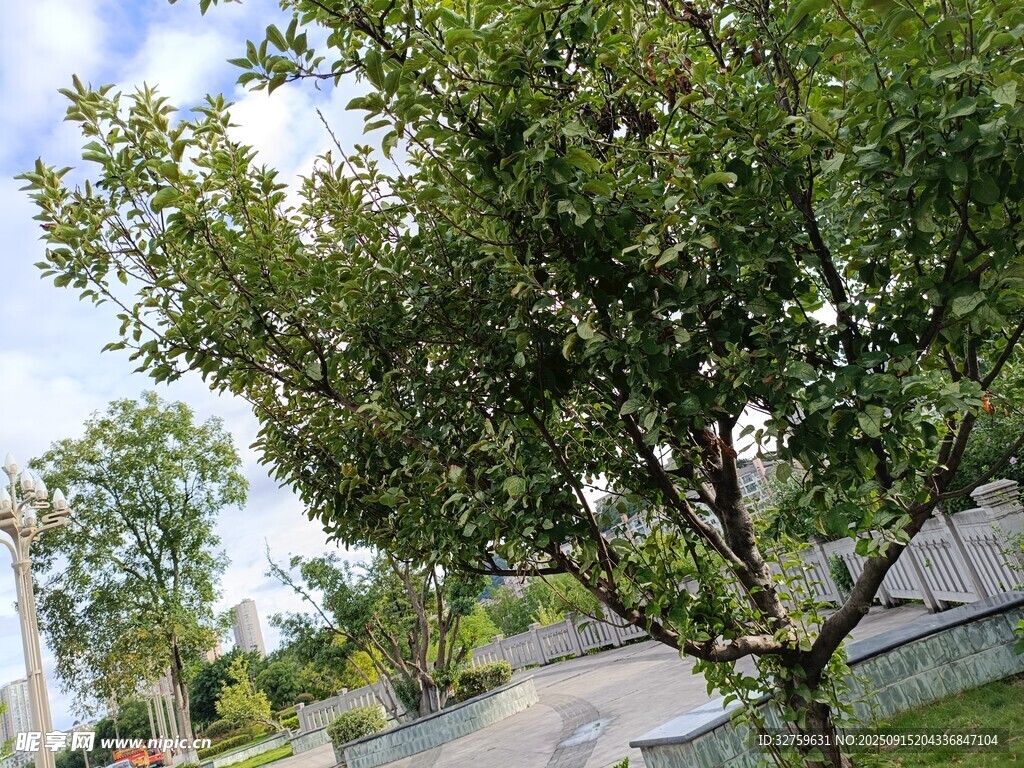 路邊綠樹成蔭的美好景象
