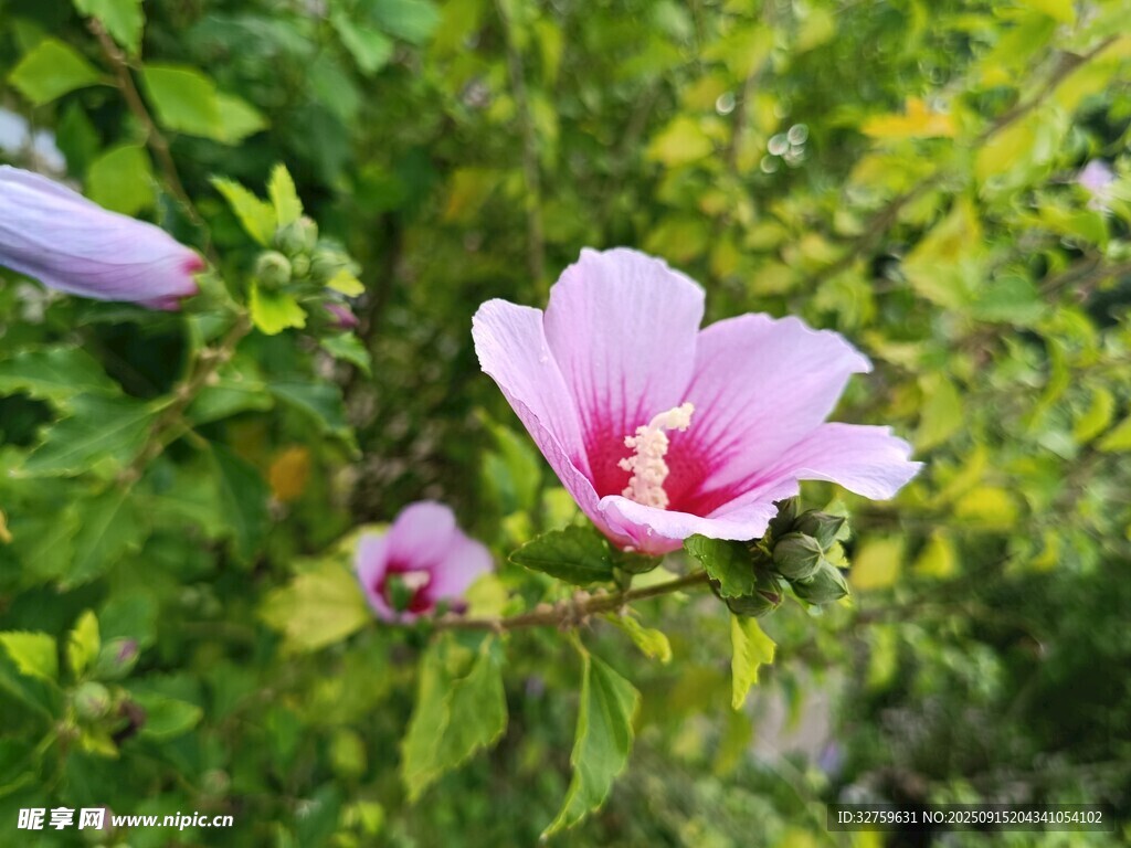 嬌艷木槿花綻放于綠葉間