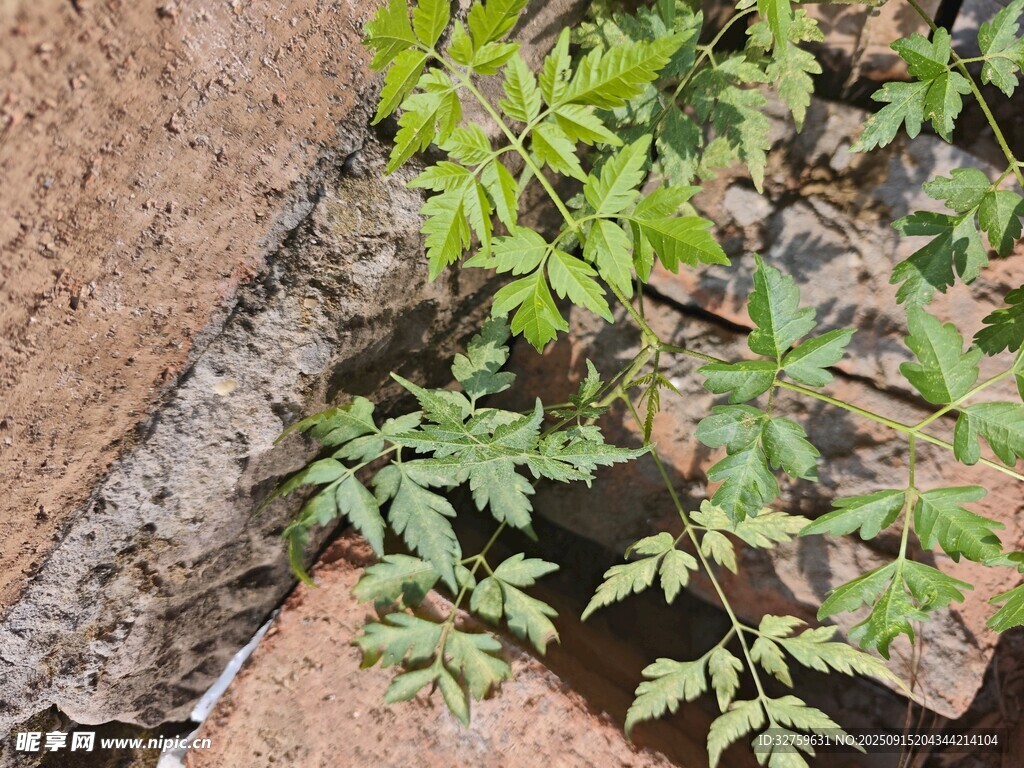 墻角綠植生機(jī)盎然