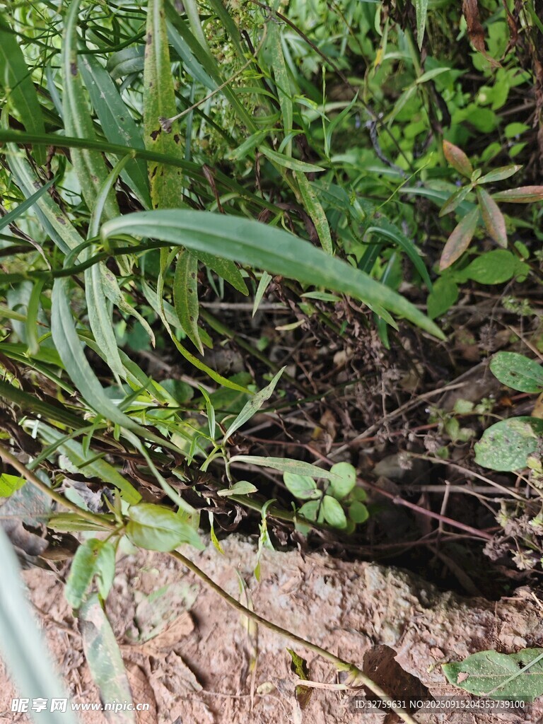 草叢中的綠色植物