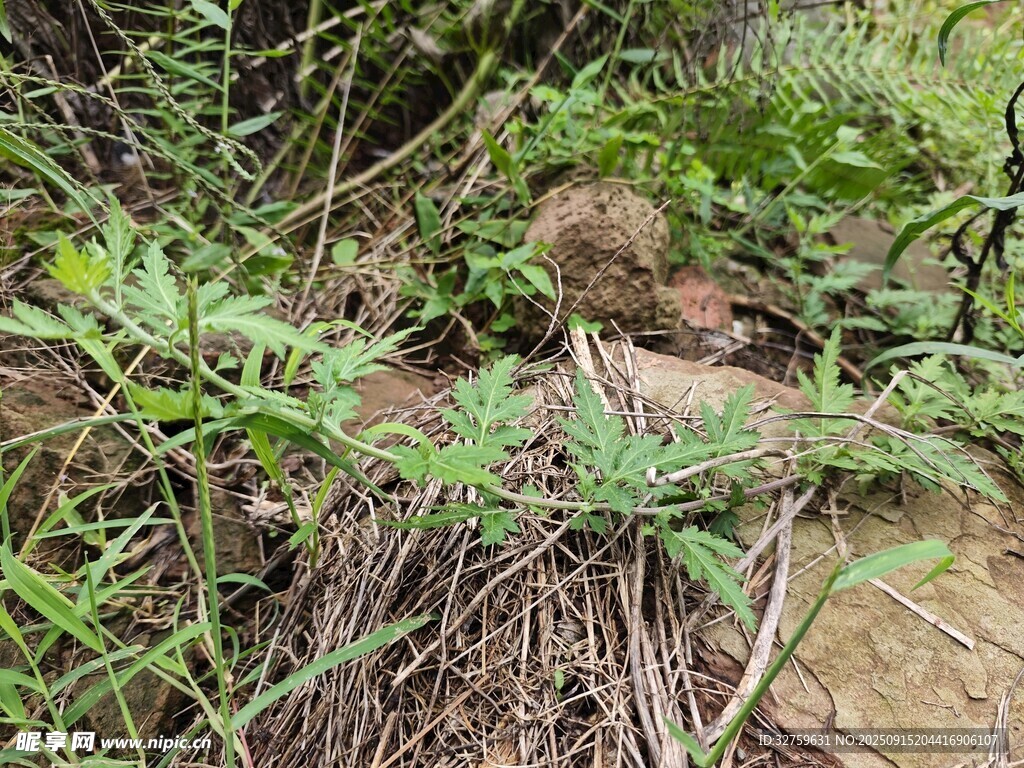 草叢中的野生植物景象