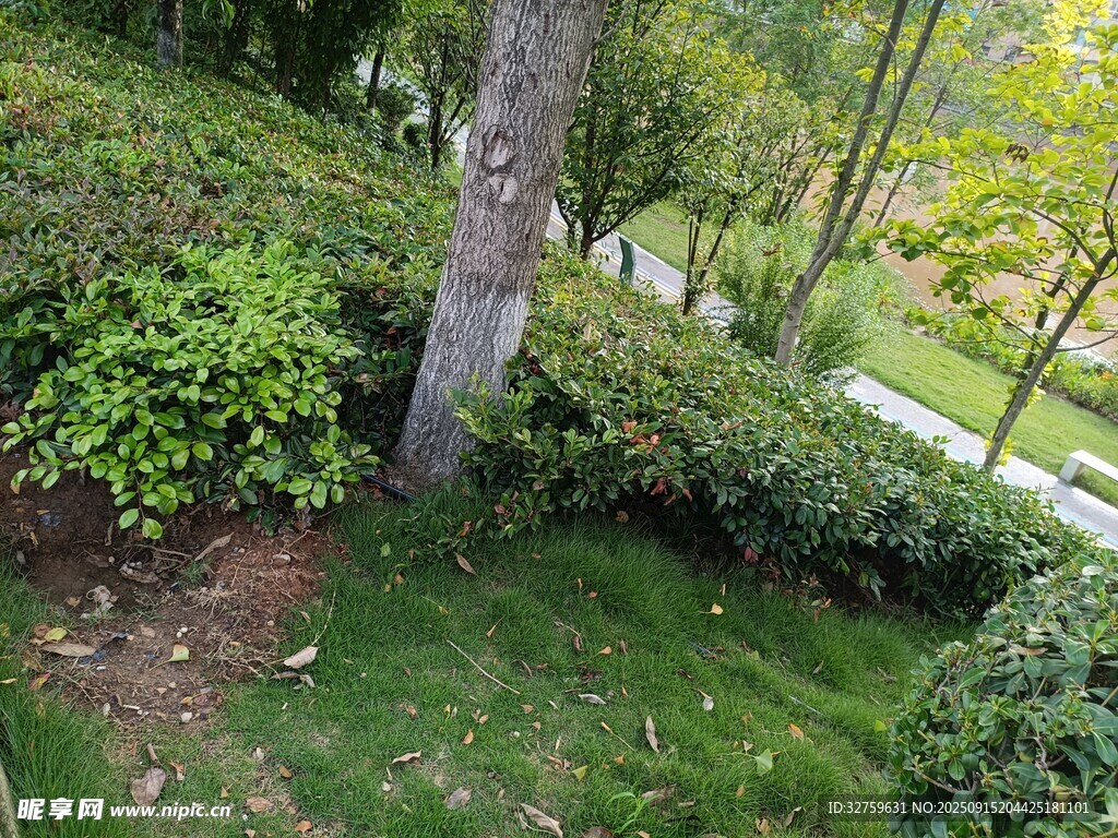 綠意盎然的園林景觀角落