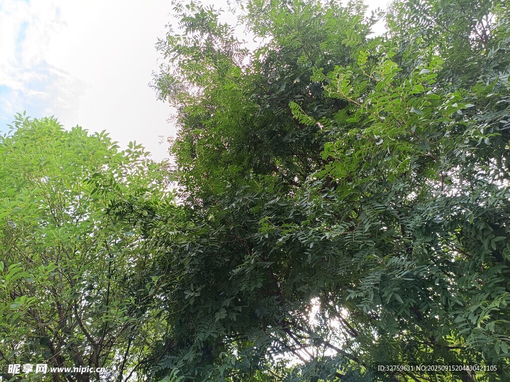 繁茂綠樹 