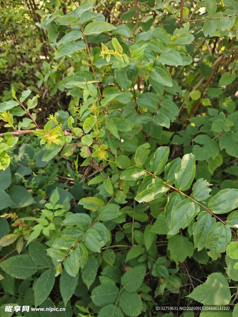 野外繁茂綠植景象
