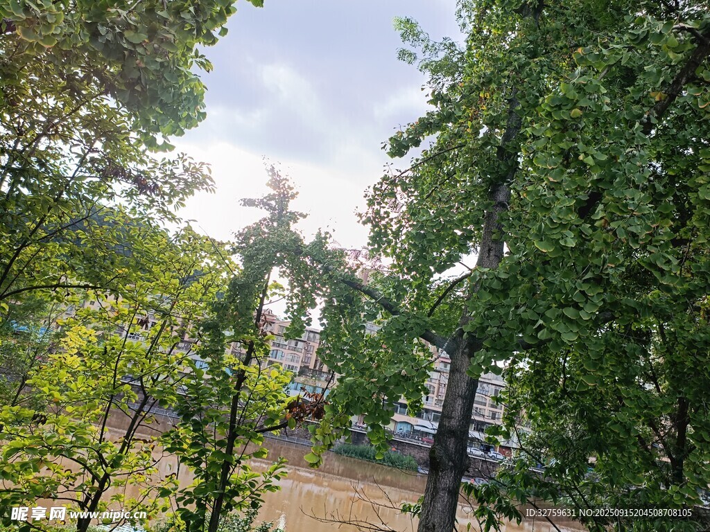 林間小道的自然景致