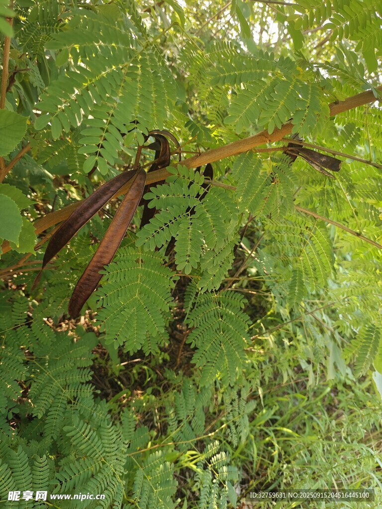 樹枝上的昆蟲與綠植