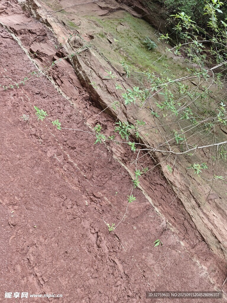 紅褐色土地與綠色植物