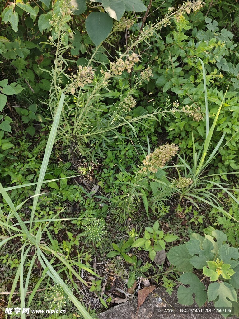 野外繁茂的綠色植物