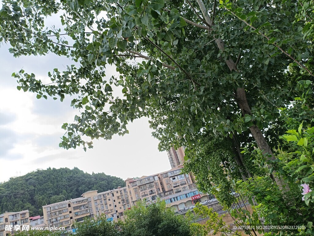 綠樹掩映下的居民樓