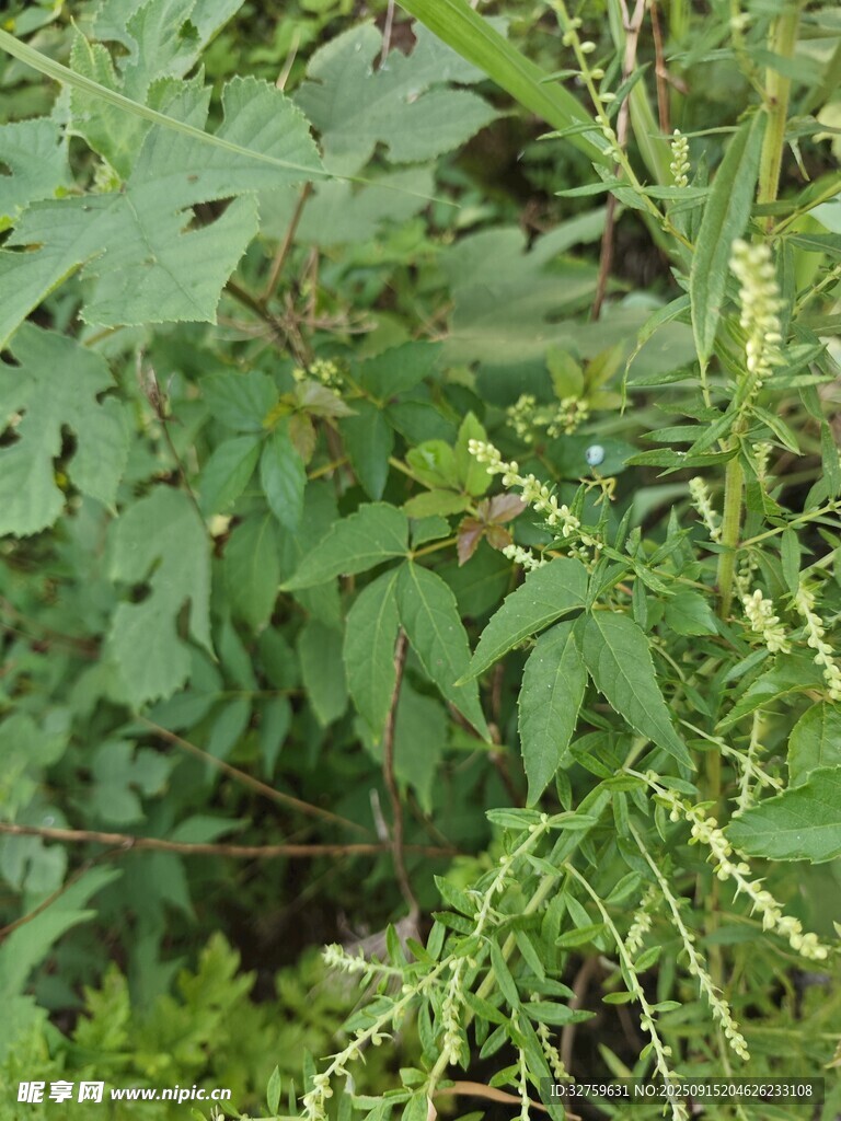 綠葉間的細(xì)長穗狀植物