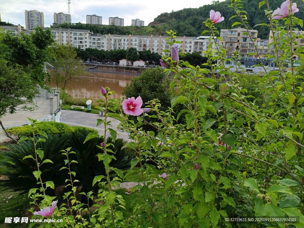 繁花點(diǎn)綴的城市園林景觀