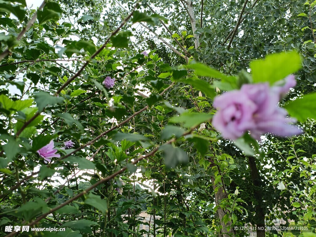 花園中的嬌艷紫色花朵