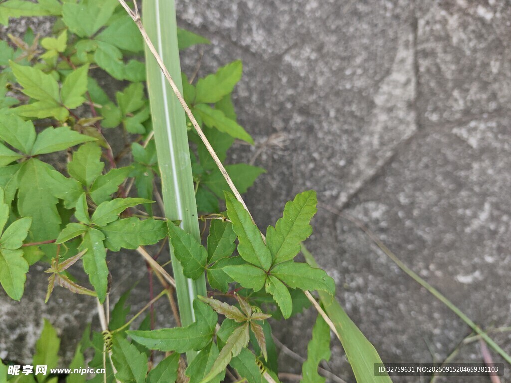 石縫中生長(zhǎng)的嫩綠植物