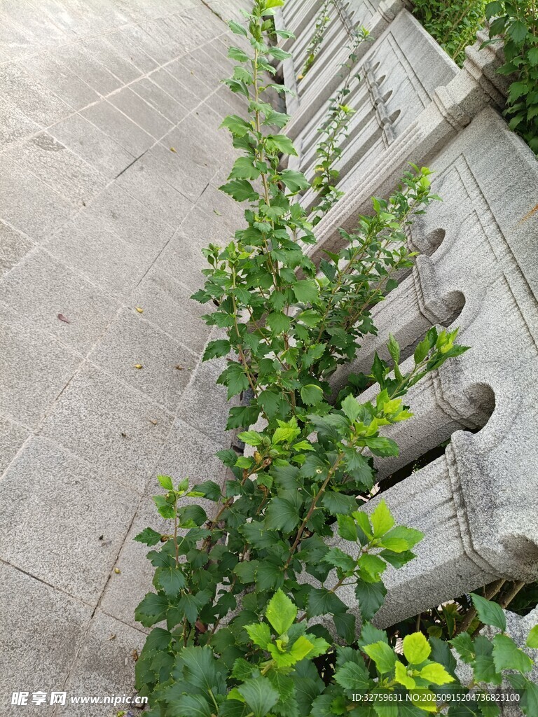 石縫中生長的翠綠植物