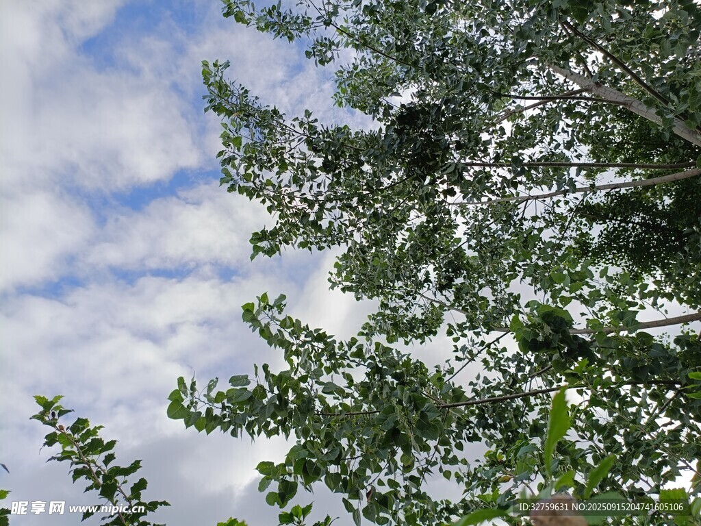 藍(lán)天白云下的蔥郁樹(shù)枝
