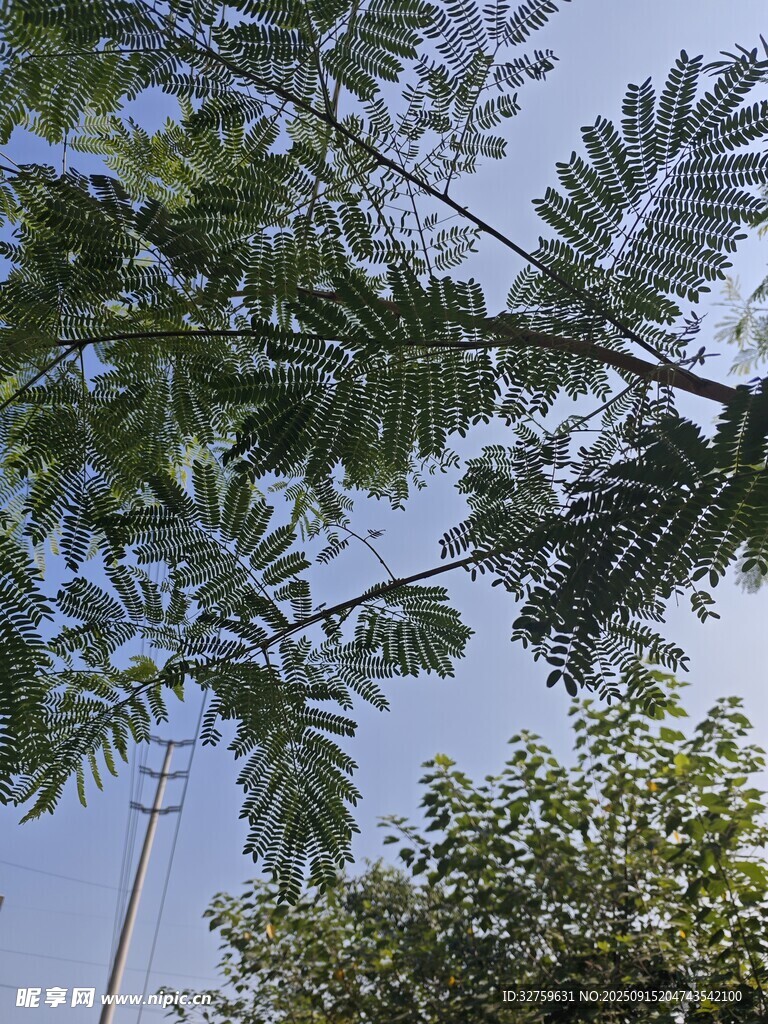 藍(lán)天映襯下的繁茂枝葉