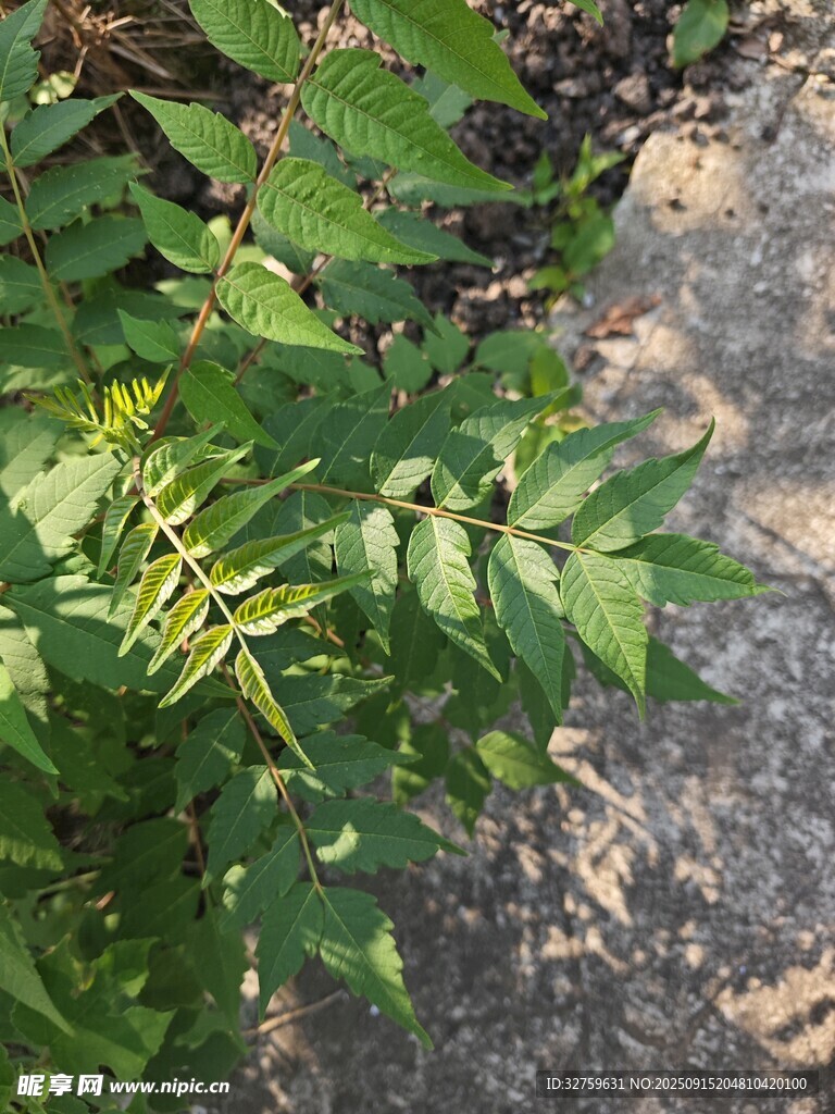 綠葉與巖石旁的植物