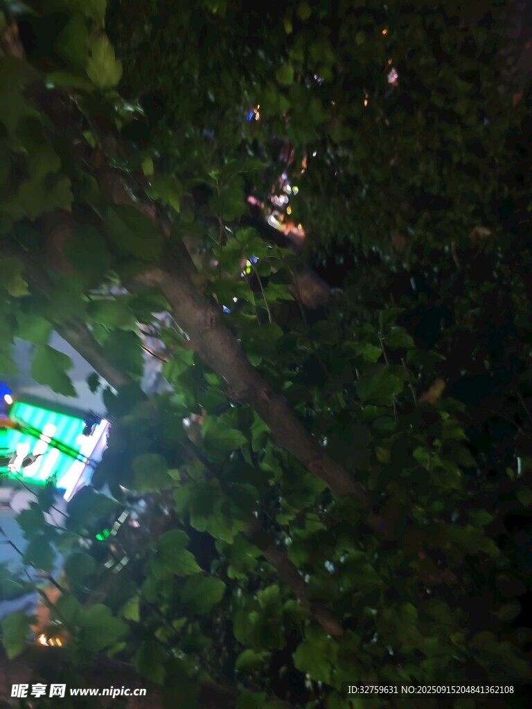 透過(guò)樹林窺見(jiàn)的夜間景象