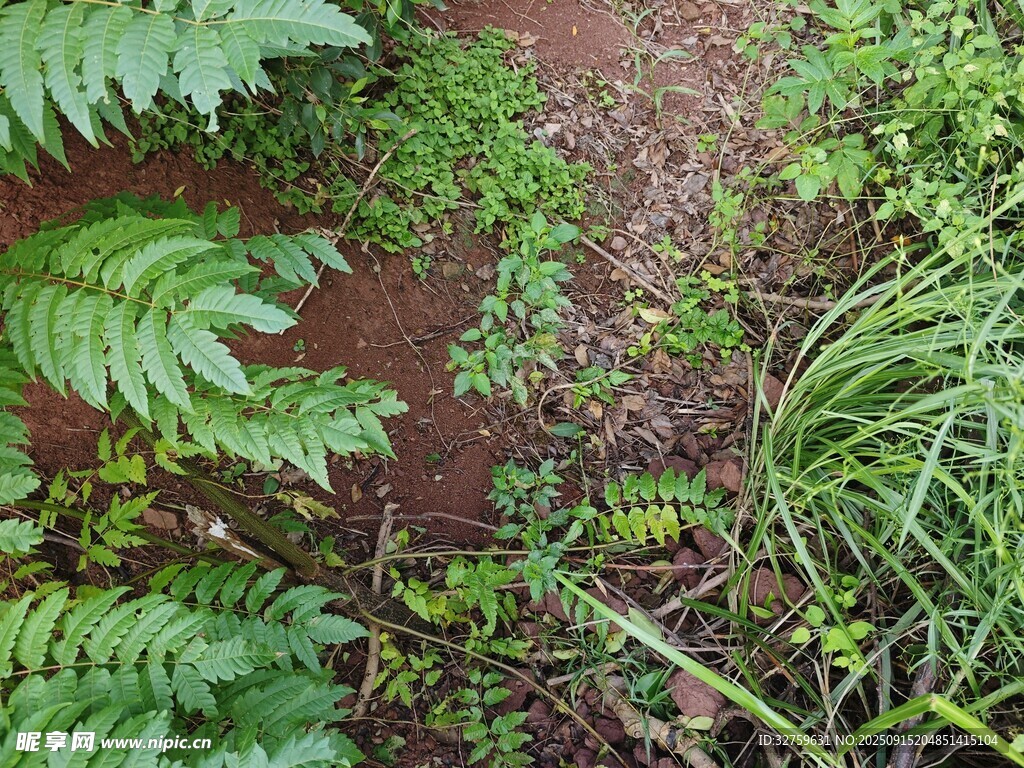 地面蕨類植物與綠植景觀