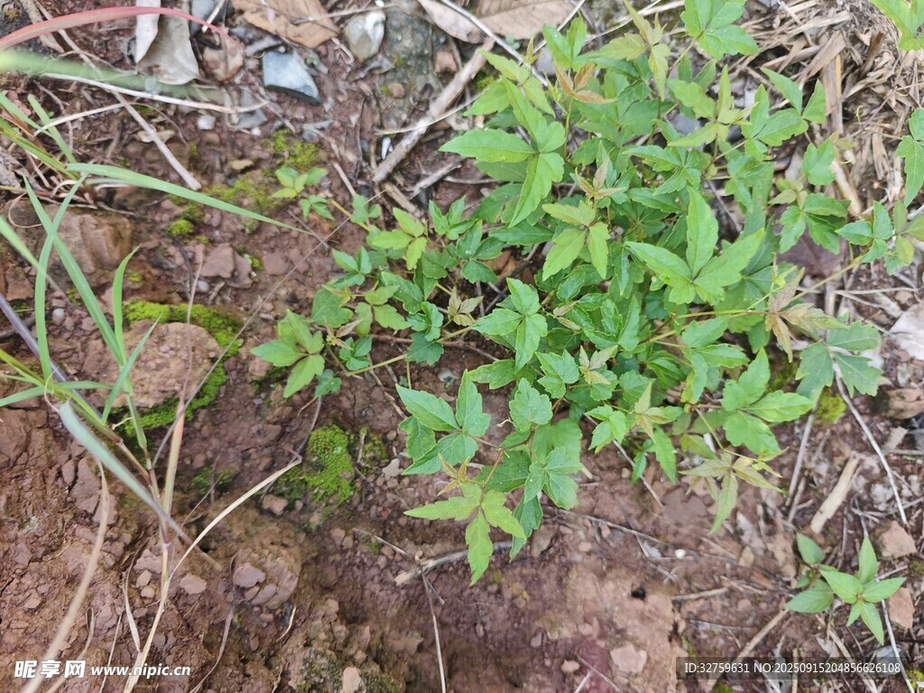 地面生長的嫩綠植物