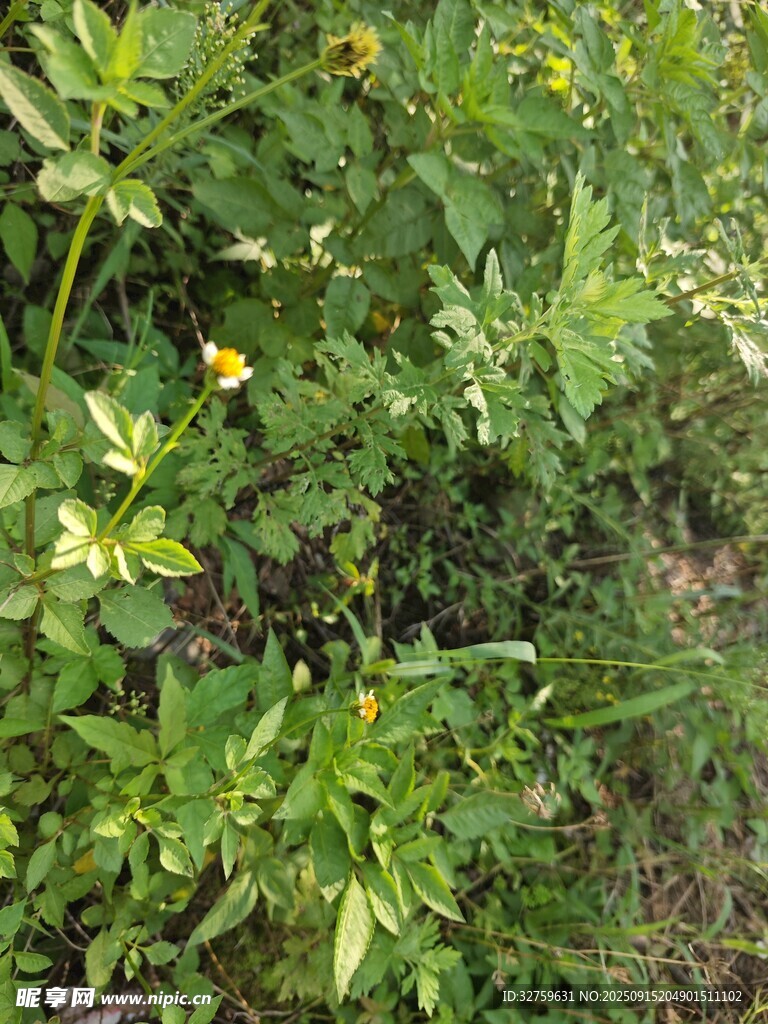 野外繁茂的綠色植物景觀