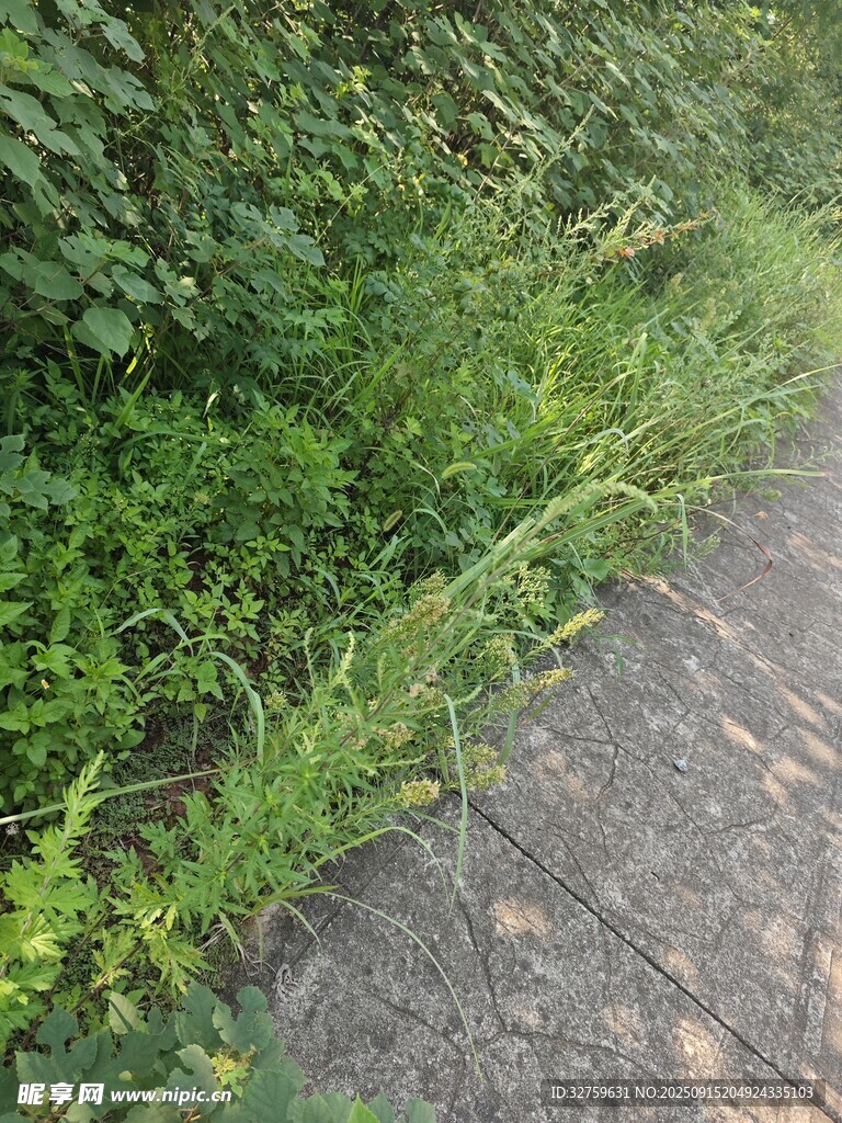 路邊繁茂的綠色植物