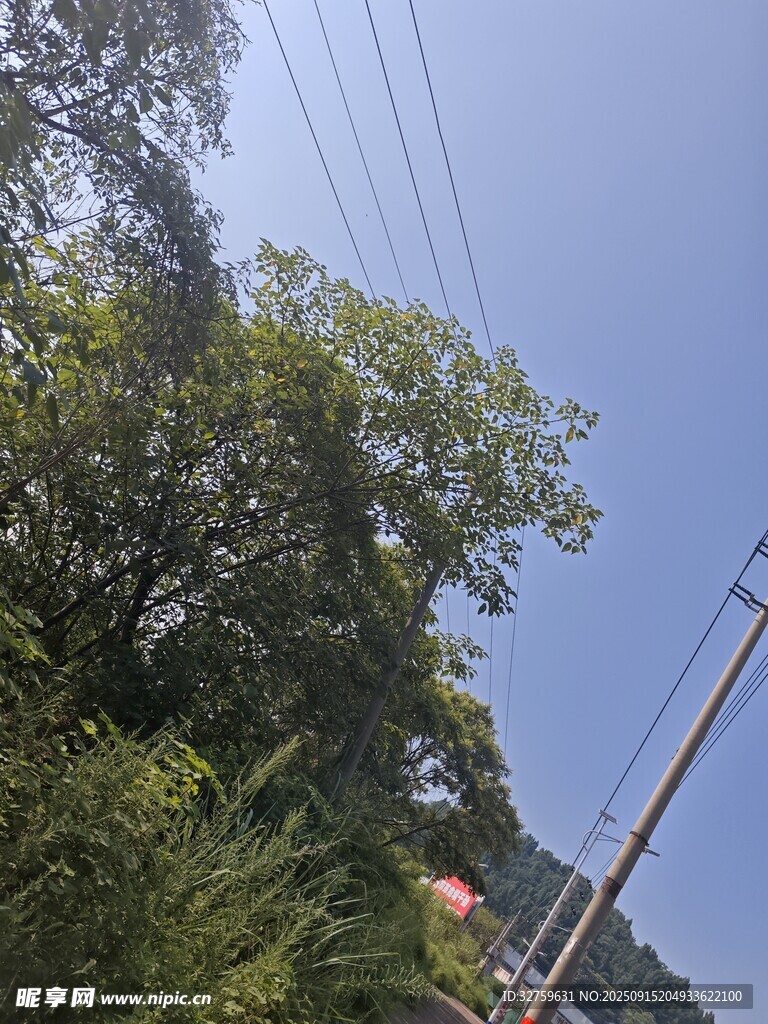 戶外綠樹(shù)與電線桿景象