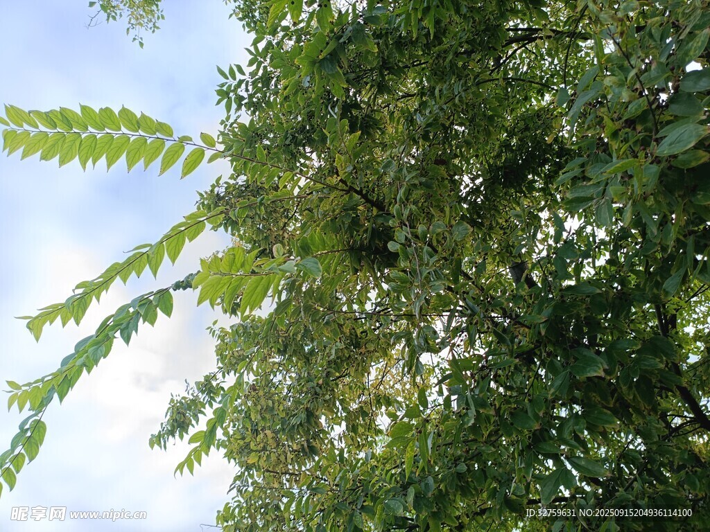 繁茂綠樹與晴朗天空