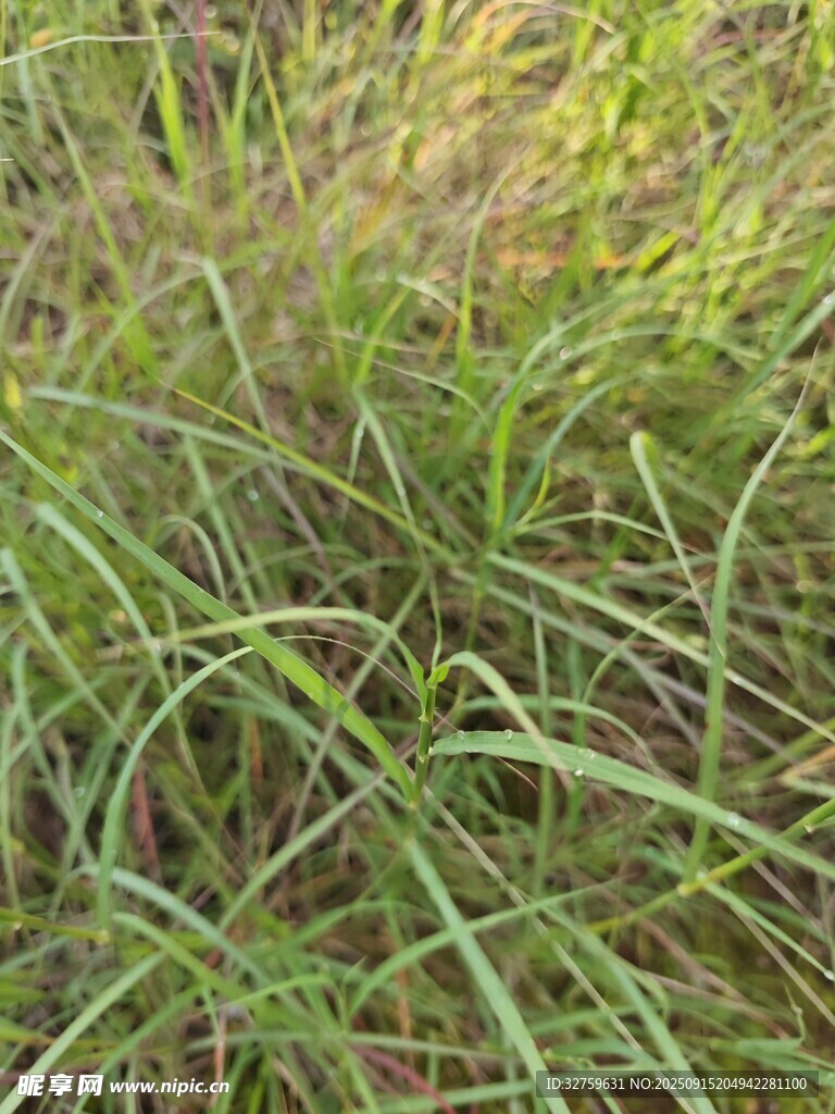 陽光下的翠綠草叢