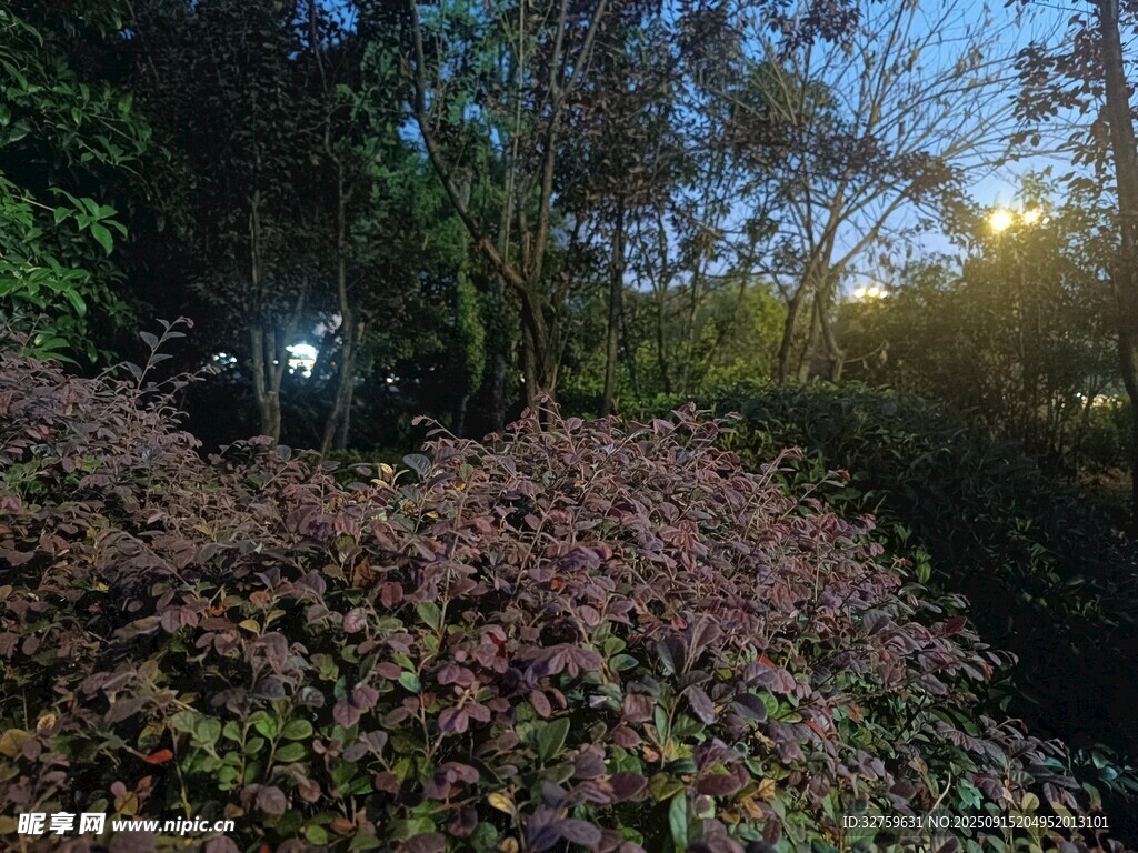黃昏下的林間植物景觀