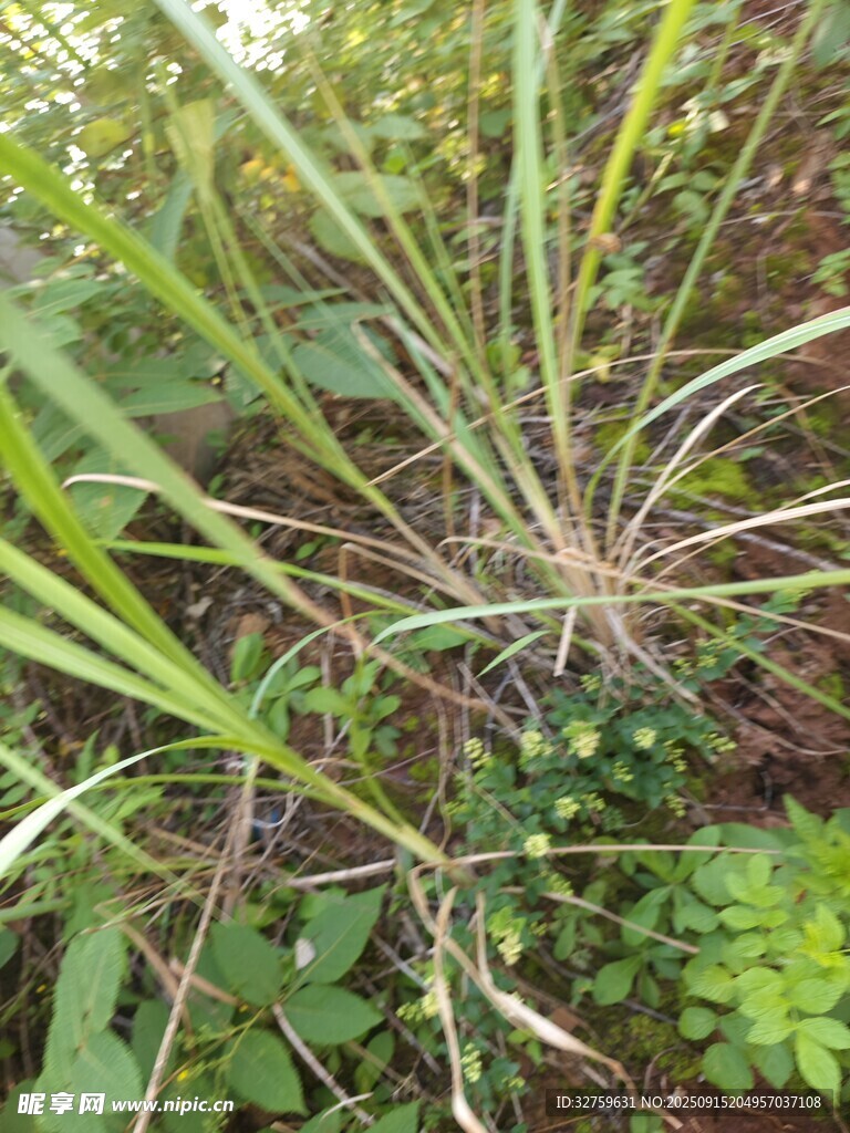 野外叢生的綠色草本植物