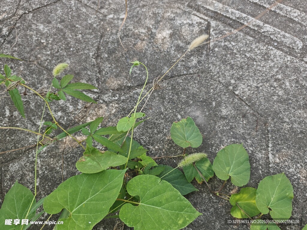 地面綠植與神秘痕跡